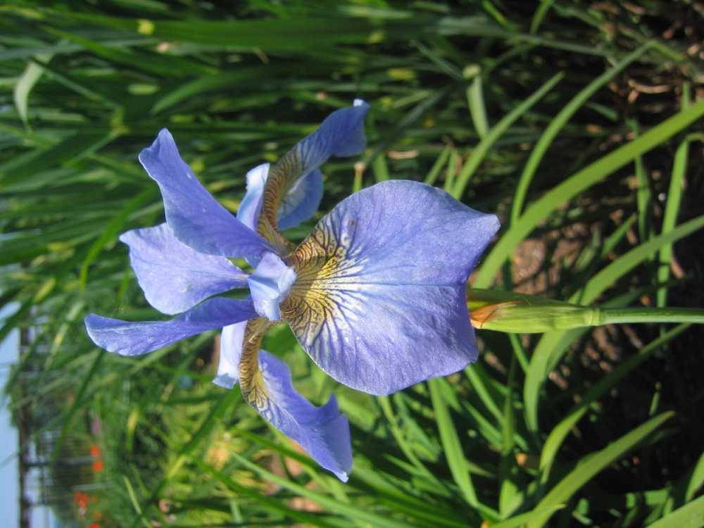 Iris sibirica 'My Love' (Schwertlilie (bartlos))